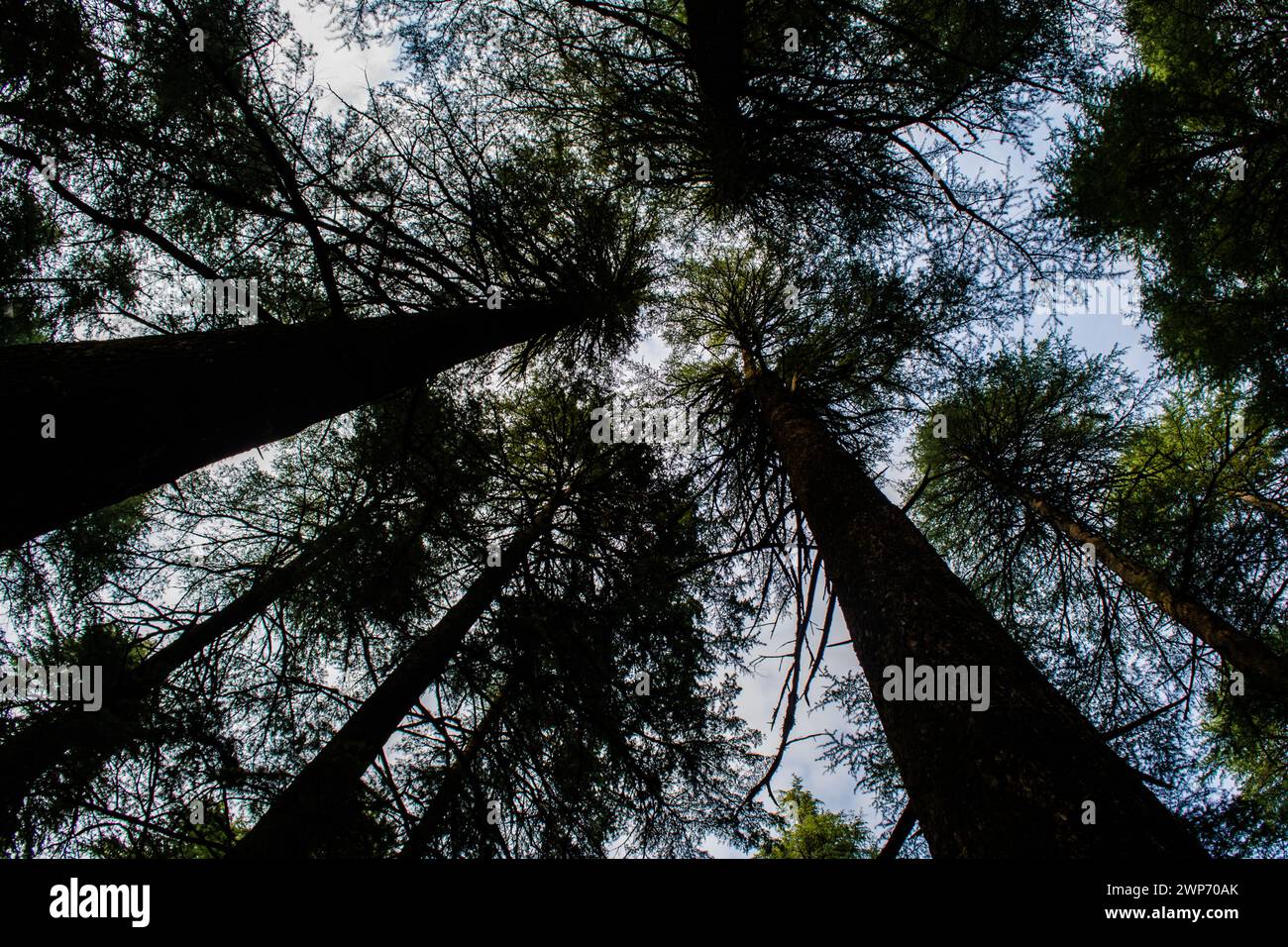 Deodar oder Pine Trees von Lansdowne Uttarakhand. Eine landschaftliche Schönheit in Lansdowne Uttrakhand. Stockfoto