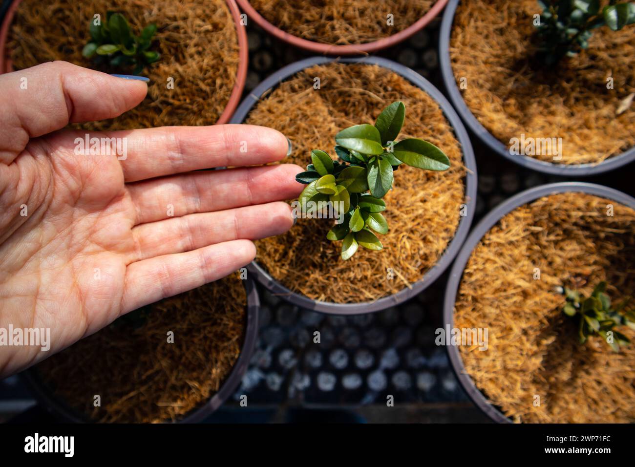 Töpfe mit Pflanzen, kleiner Baum, der in Einem Gewächshaus gewachsen ist. Eine Hand berührende Blume im Topf. Kokos-Kokos-Torf-Kompost Organisches Boden-Hydroponisches Substrat Stockfoto