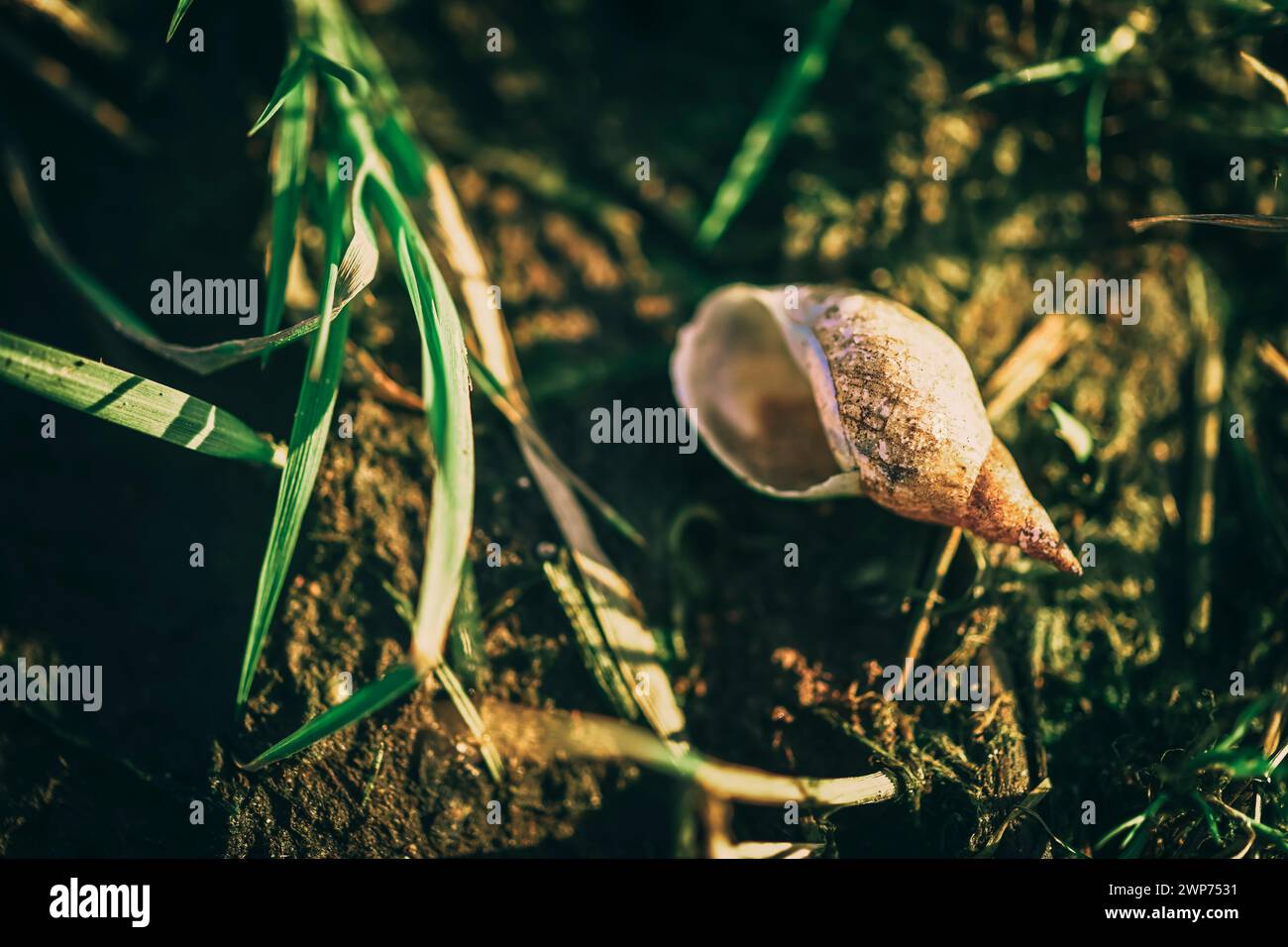 Gehäuse einer Spitzhornschnecke, Lymnaea stagnalis, in den Kirchwerder Wiesen, Hamburg, Deutschland Stockfoto