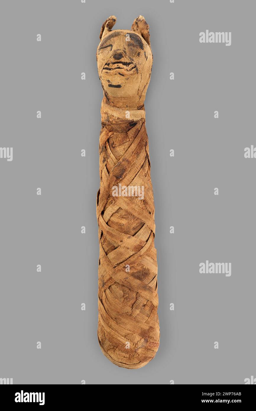 Mumifizierte Katze aus der späten ägyptischen Zeit (664-30 v. Chr.), die als Teil religiöser und Begräbnispraktiken im alten Ägypten erhalten wurde. Stockfoto