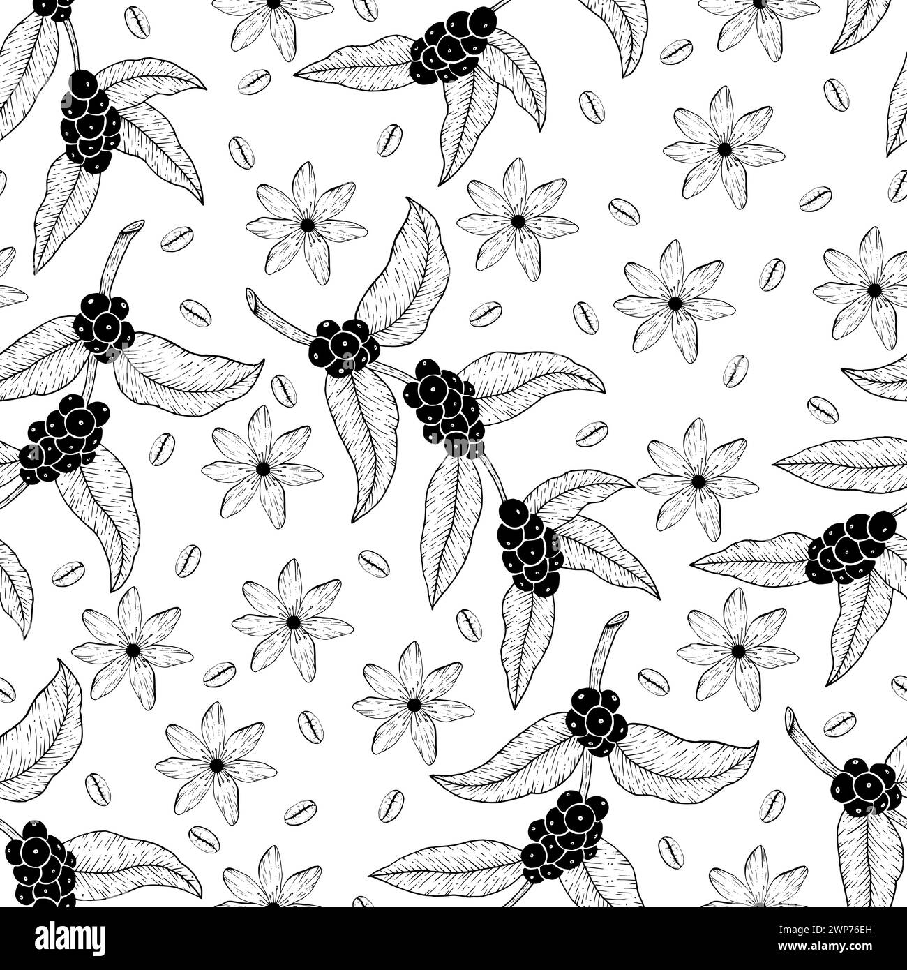 Nahtloses Vektormuster mit botanischem Zweig des Kaffeebaums mit Bohnen und einer Blume. Handgezeichnete Illustration der schwarzen Linie auf weißem isoliertem Hintergrund Stockfoto