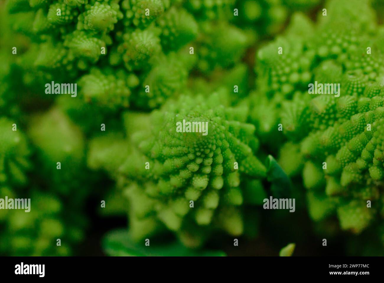 Blütenstände grüner frischer Romanesco-Brokkoli isoliert auf dunklem Hintergrund. Gartengemüse. Gesundes vegetarisches Essen. Blumenkopf Details. Stockfoto