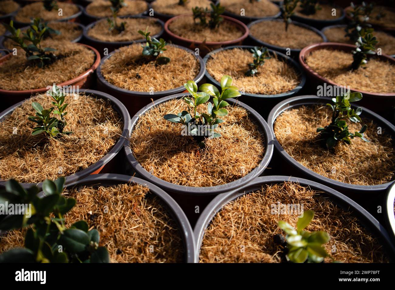 Viele Töpfe mit Pflanzen, kleine Bäume, die in einem Gewächshaus gewachsen sind. Kokos-Kokos-Torf-Kompost Organisches Boden-Hydroponisches Substrat. Stockfoto