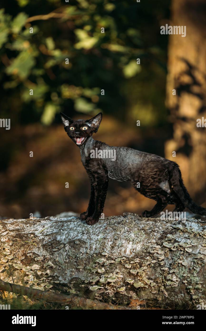 Niedliche lustige neugierige verspielte graue schwarze Devon Rex Katze, die auf umgefallenem Baumstamm im Wald, im Garten sitzt und miaut. Gehorsame Devon Rex Katze Mit Cremepelz Stockfoto