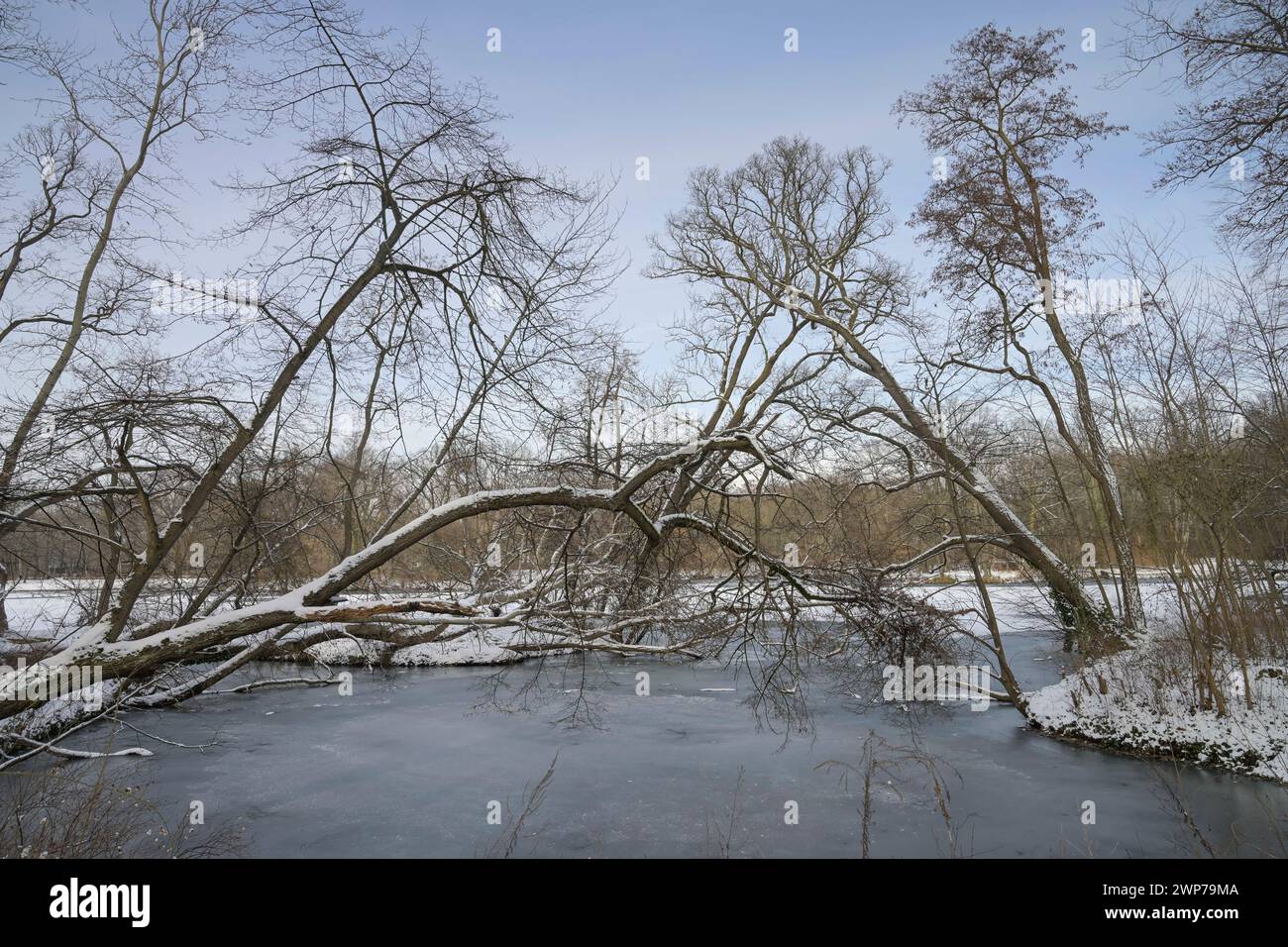 Winter, Karpfenteich, Eis, Treptower Park, Treptow, Treptow-Köpenick, Berlin, Deutschland Stockfoto