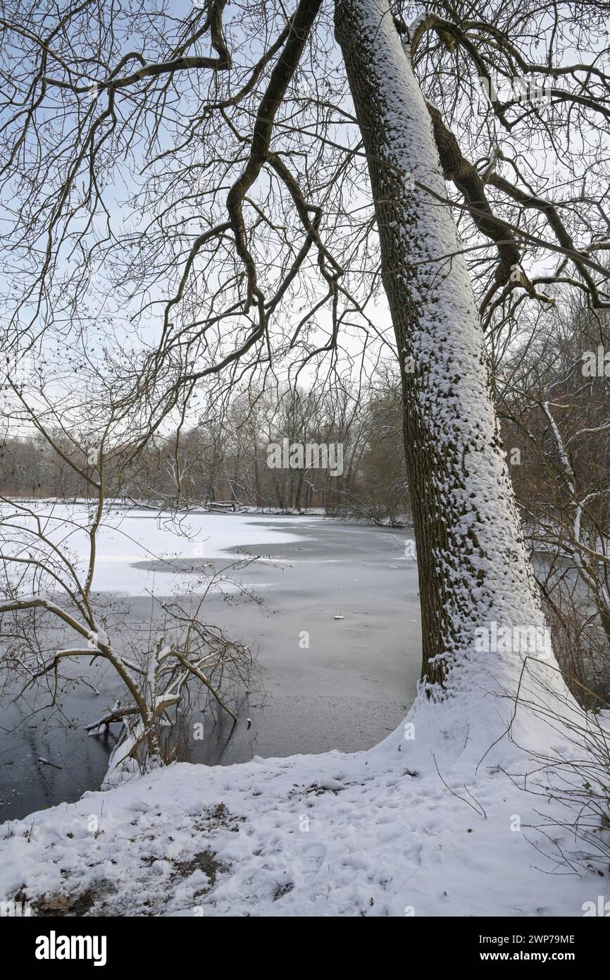 Winter, Karpfenteich, Eis, Treptower Park, Treptow, Treptow-Köpenick, Berlin, Deutschland Stockfoto