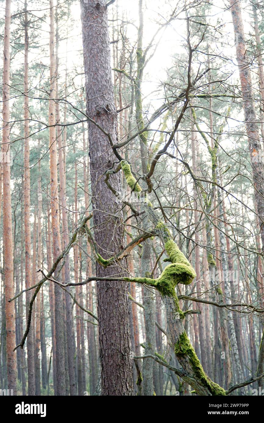 Einzelner Baum im Wald, bedeckt mit Moos Stockfoto