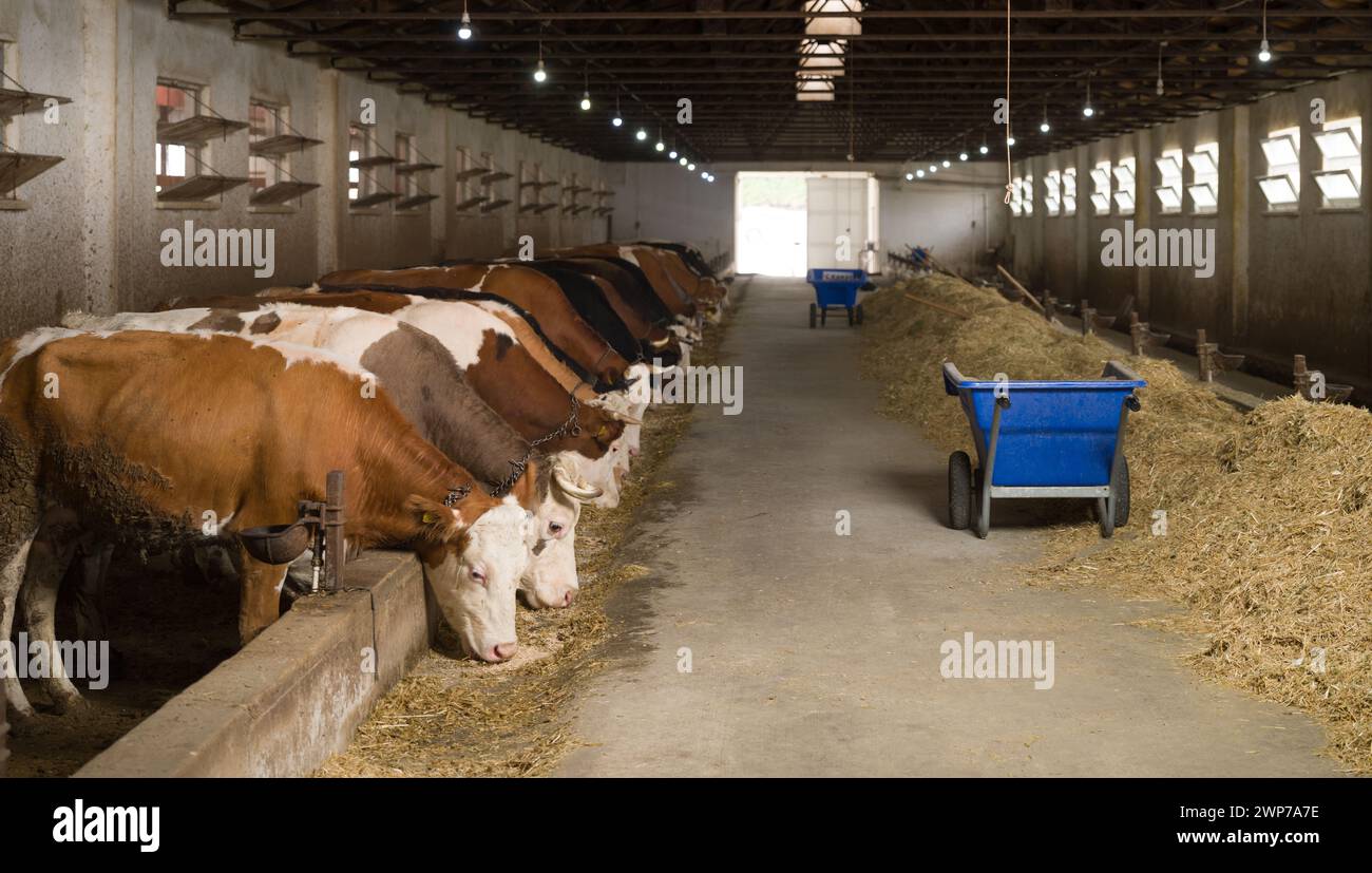 Agrarindustrie. Konzept des landwirtschaftlichen Betriebs und der Viehhaltung. Herde von Kühen, die Heu auf einem Milchbetrieb essen. Stockfoto