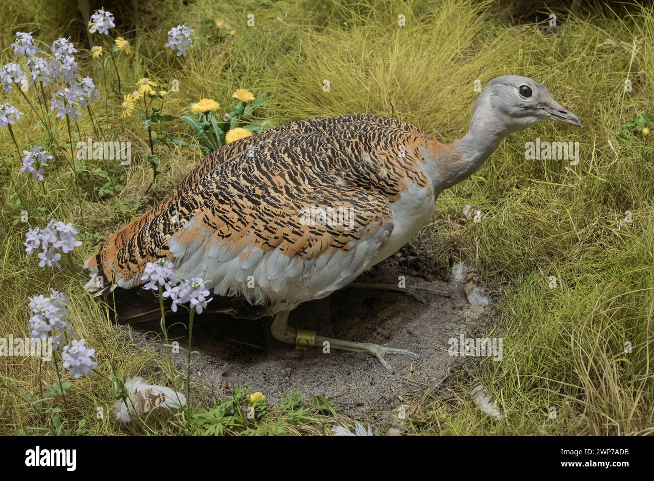 Ausgestopfte weibliche Großtrappe (Otis tarda), Naturkundemuseum, Breite Straße, Potsdam, Brandenburg, Deutschland Stockfoto