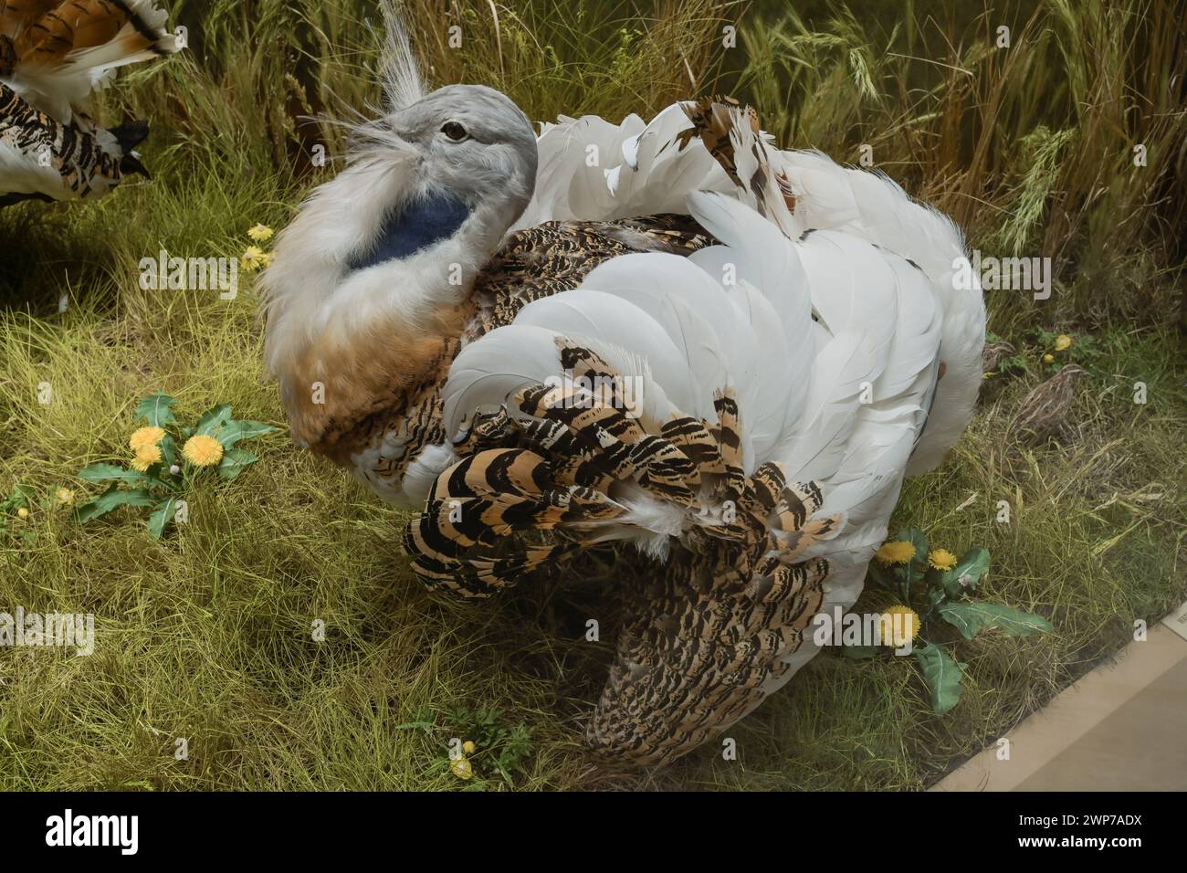 Ausgestopfte männliche Großtrappe bei der Balz (Otis tarda), Naturkundemuseum, Breite Straße, Potsdam, Brandenburg, Deutschland Stockfoto