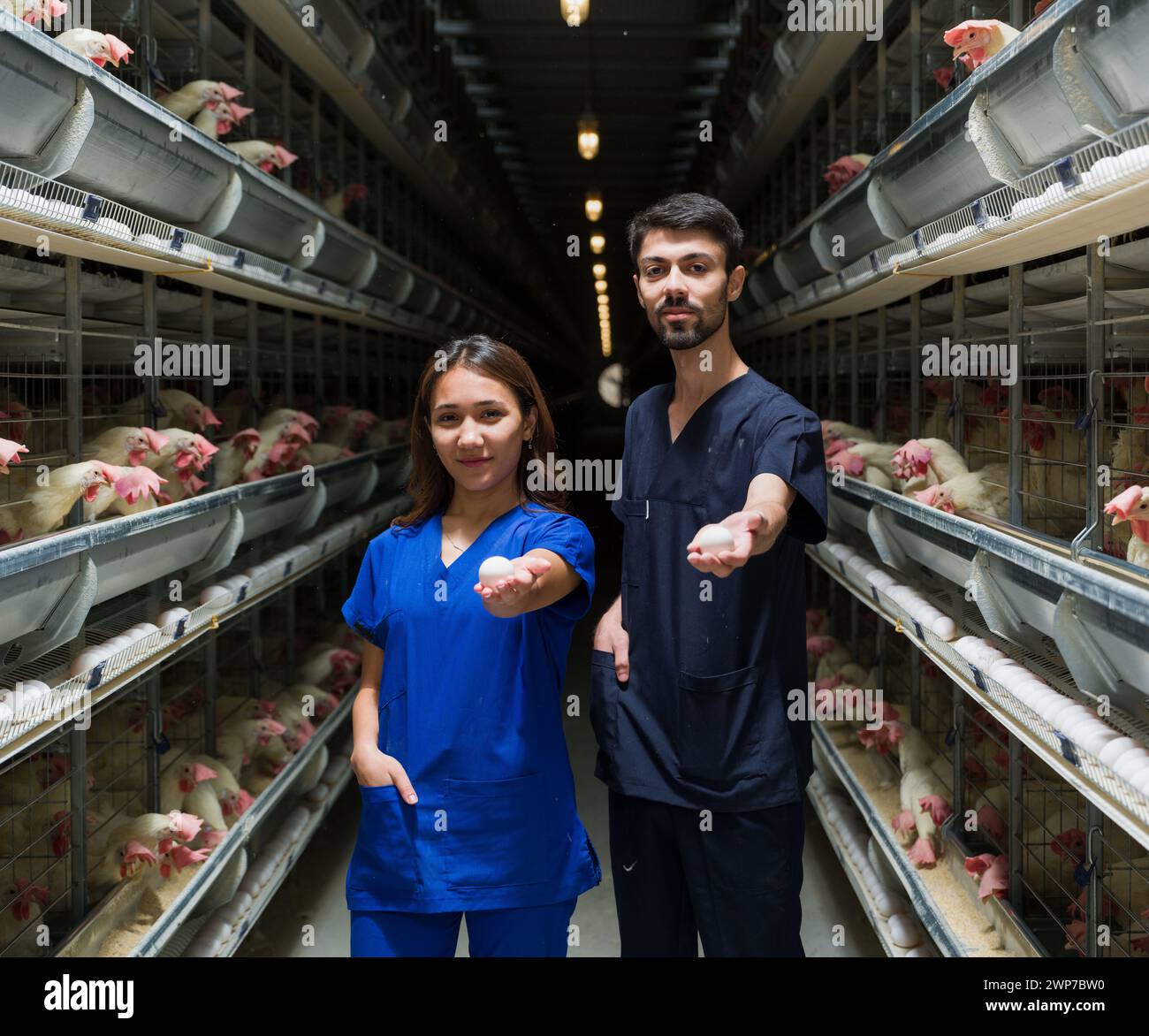 Eierfabrik. Tierärzte geben Eier. Männliche und weibliche Tierärzte bei der Arbeit auf einer Hühnerfarm Stockfoto