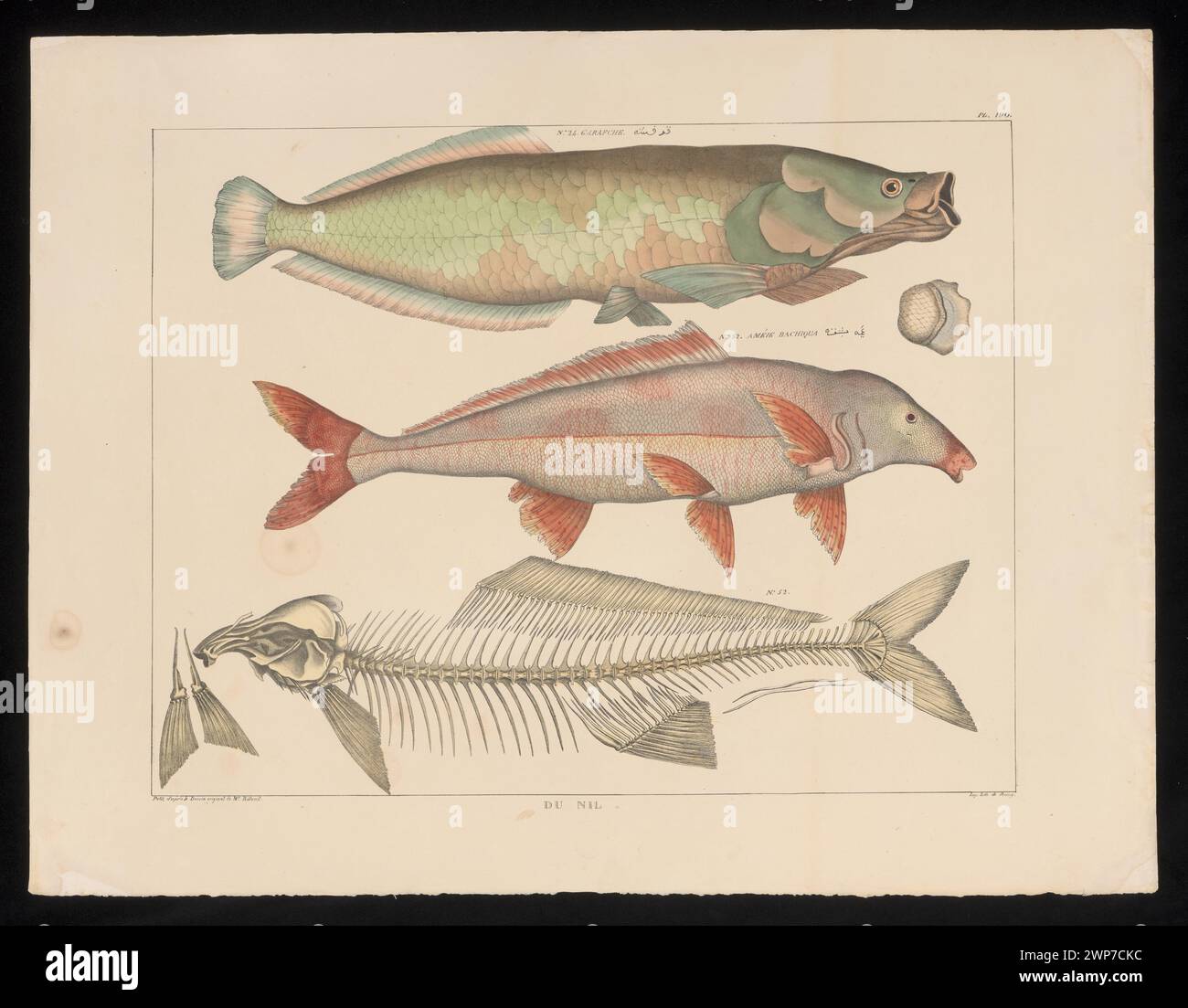 Illustration zweier Nil-Arten und ihrer Skelettstrukturen, erstellt von Petit, Jean-Jacques Rifaud und Olivier Michel de Roissy im Jahr 1830, mit Morphologie und anatomischen Details. Stockfoto