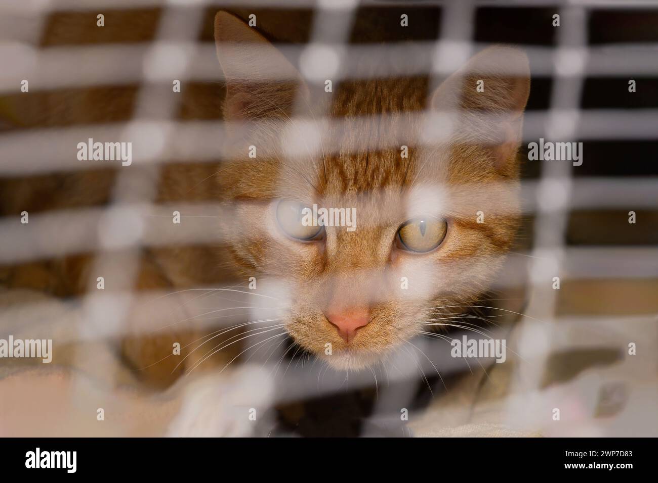 Ein katzenartiger Freund transfibiert mit sehnsüchtigen Augen, während er durch die Barrieren seines Käfigs blickt, in der Hoffnung auf eine Welt jenseits der Gefangenschaft. Stockfoto