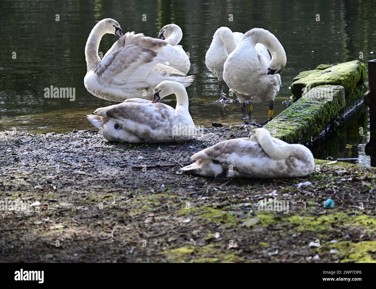 Junge Schwäne sitzen am Wasser, St. Ives, Bingley, West Yorkshire Stockfoto