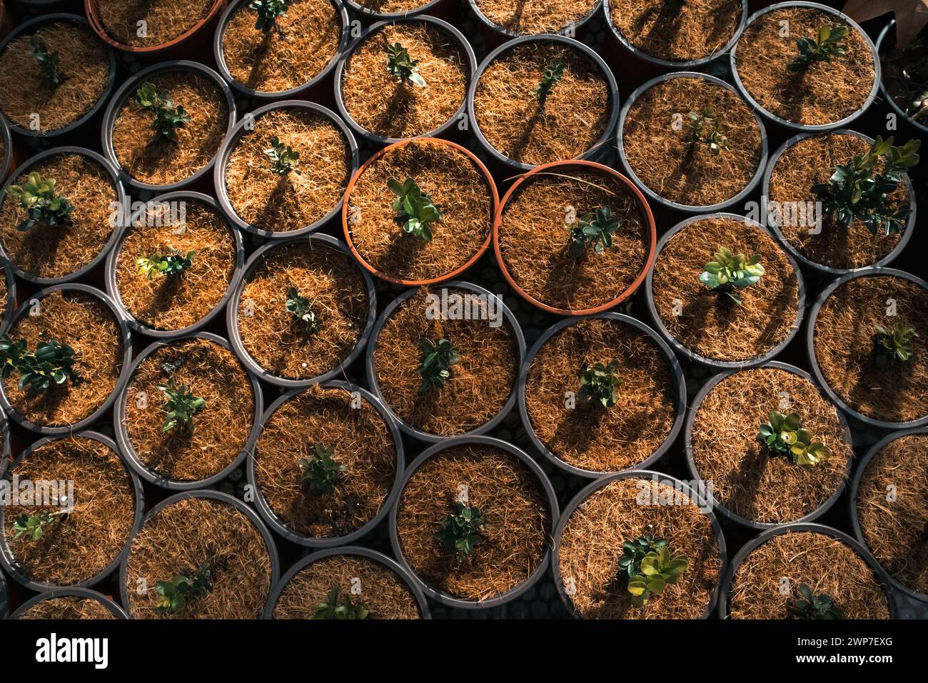 Viele Töpfe mit Pflanzen, kleine Bäume, die in einem Gewächshaus gewachsen sind. Kokos-Kokos-Torf-Kompost Organisches Boden-Hydroponisches Substrat. Stockfoto