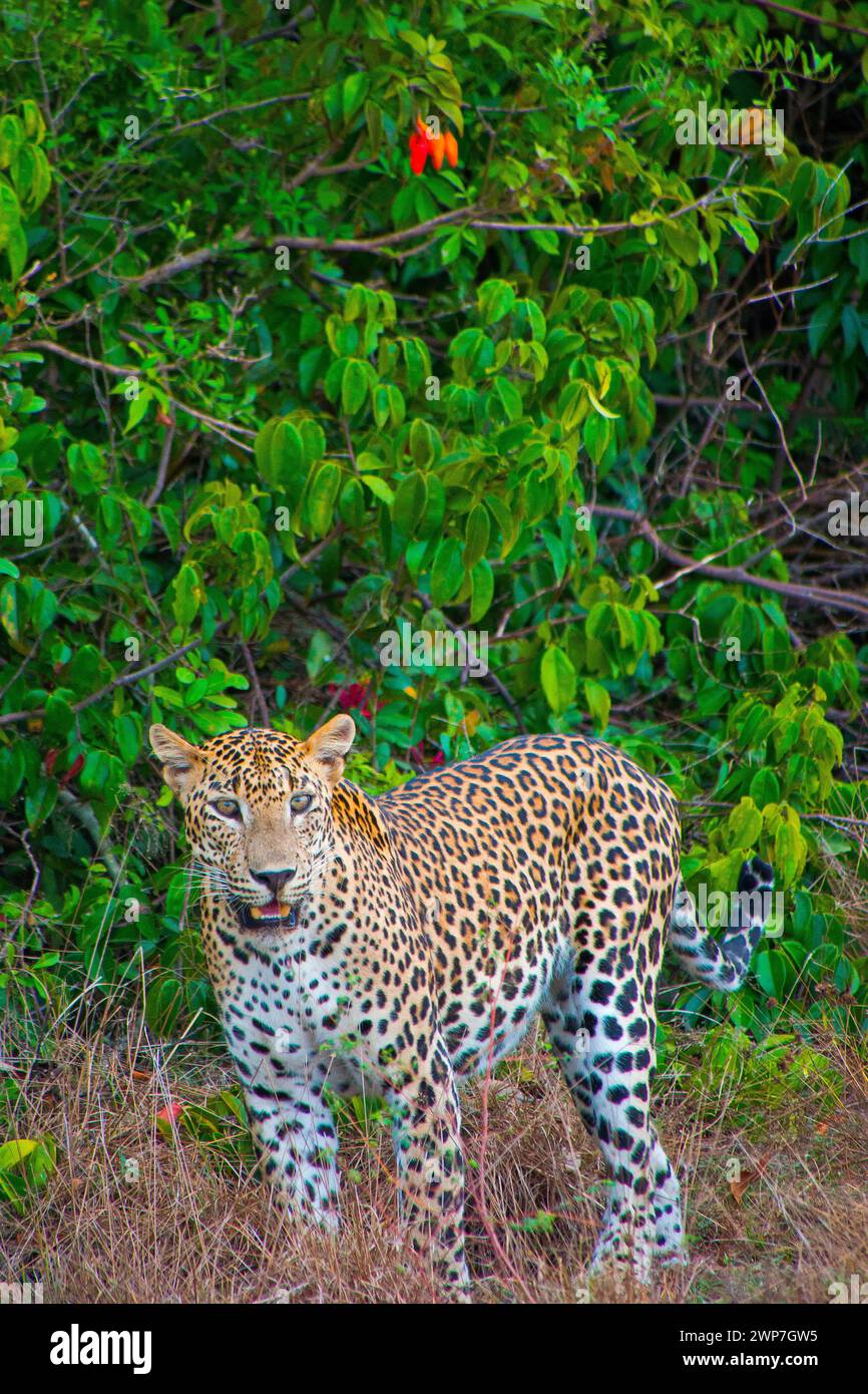 Sri-lankischer Leopard, Kotiya, Chiruththai, Pantera pardus kotiya, Wilpattu National Park, Sri Lanka, Asien Stockfoto
