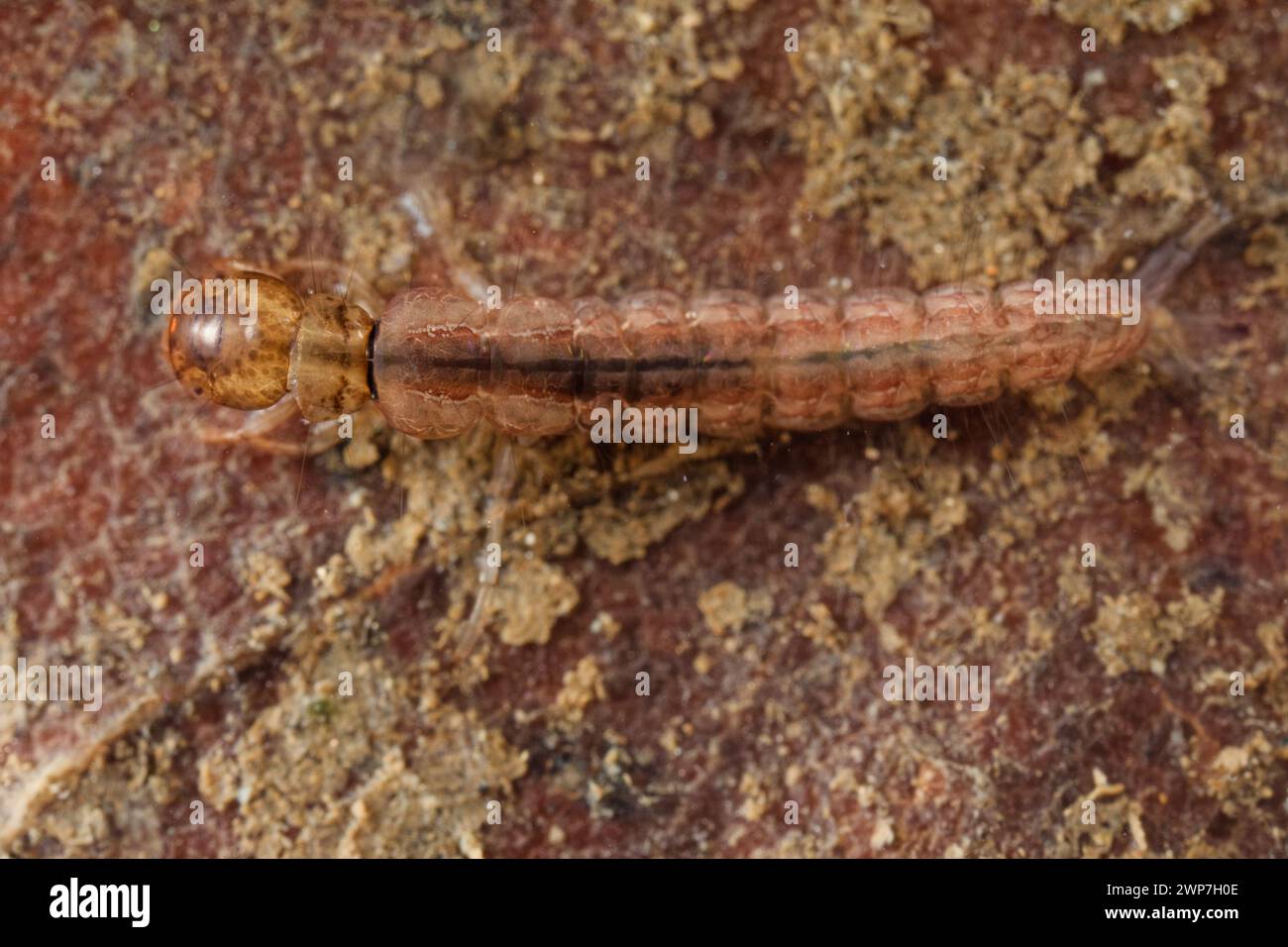 Trompetennetz Kaddisfly Larve (Polycentropodidae) Stockfoto