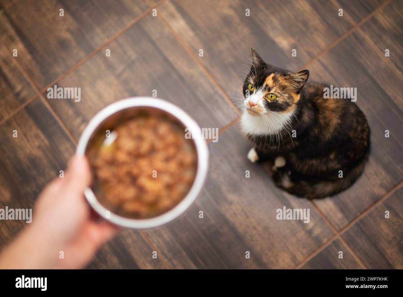 Hausleben mit Haustier. Ein Mann hält eine Metallschale mit Futter für seine Tabbykatze. Haustierbesitzer füttern Katzen zu Hause. Stockfoto