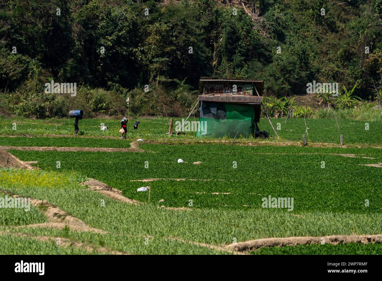 Bauern arbeiten auf Reisfeldern in der Provinz Mae Hong Son, Thailand Stockfoto