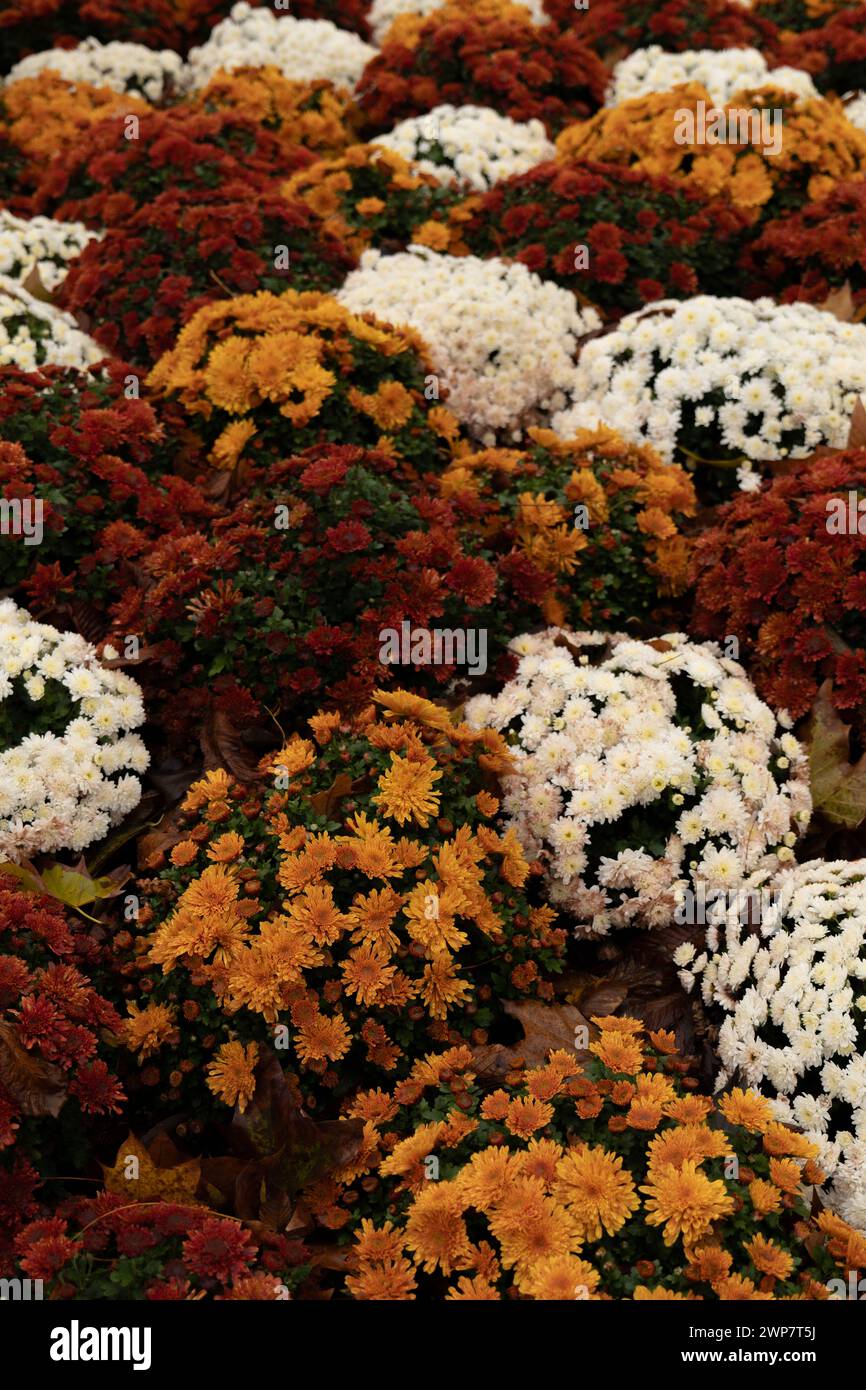 Farbenfrohe Herbstblumen in Paris. Weiße, rote und orangene Blüten Stockfoto