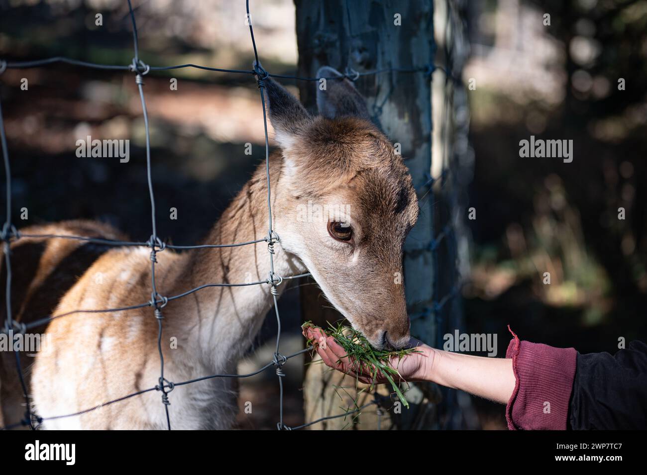 Detail einer Hand eines jungen Mädchens, das einem armen jungen Rehkitz frisches Gras zu essen gibt, das im Parc Animalier des Angles in Capcir gefangen wurde. Stockfoto