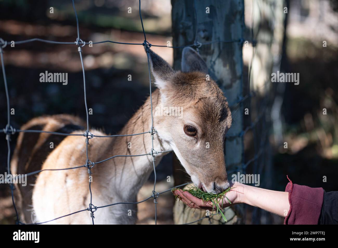 Detail einer Hand eines jungen Mädchens, das einem armen jungen Rehkitz frisches Gras zu essen gibt, das im Parc Animalier des Angles in Capcir gefangen wurde. Stockfoto