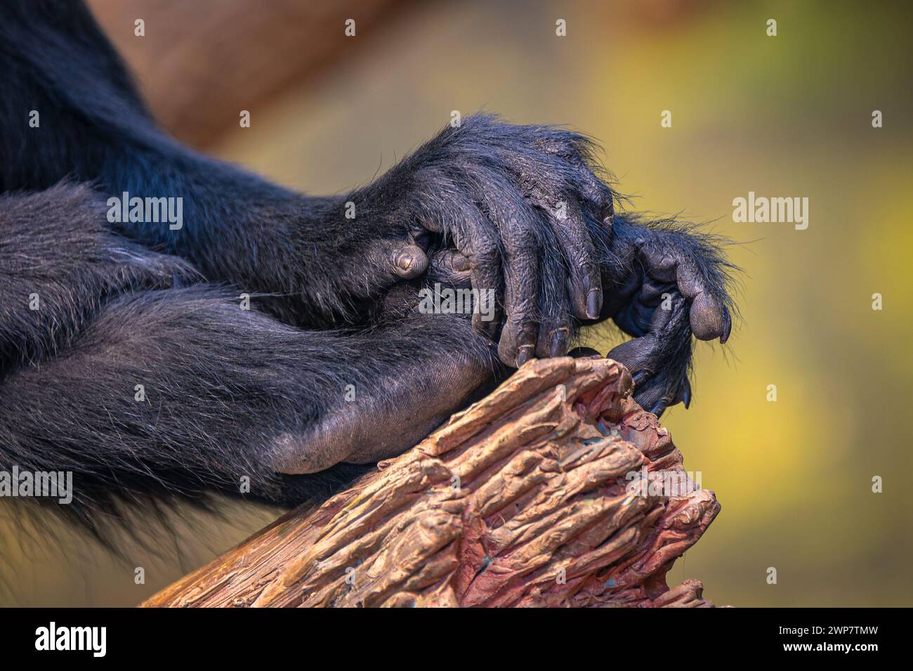 Eine Nahaufnahme der Hände eines Affen auf einem Holz. Stockfoto