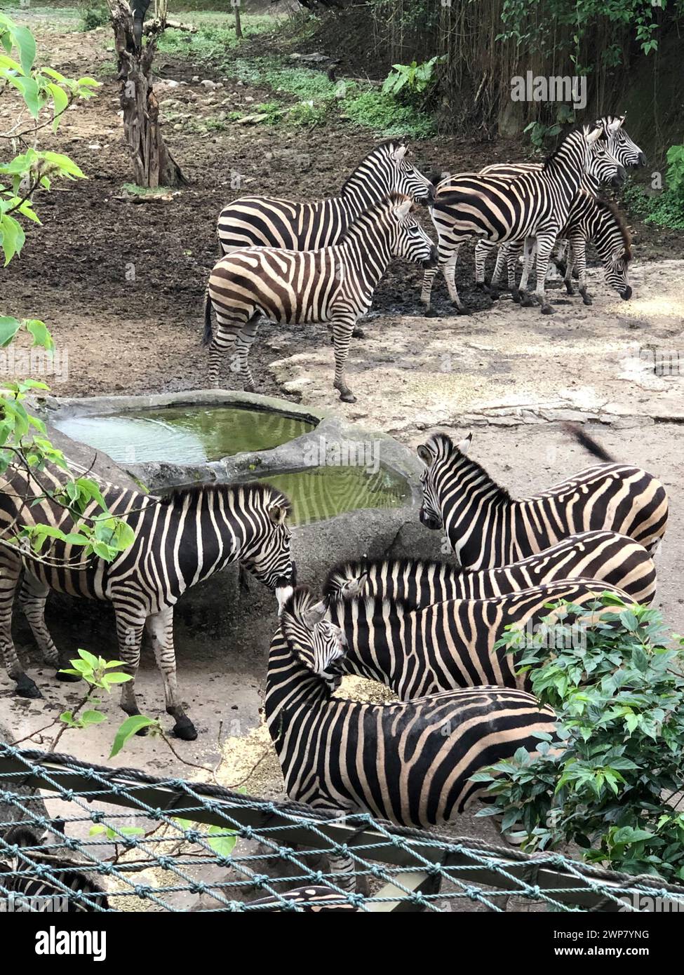 Eine Gruppe von Zebras versammelte sich in einem geschlossenen Raum Stockfoto