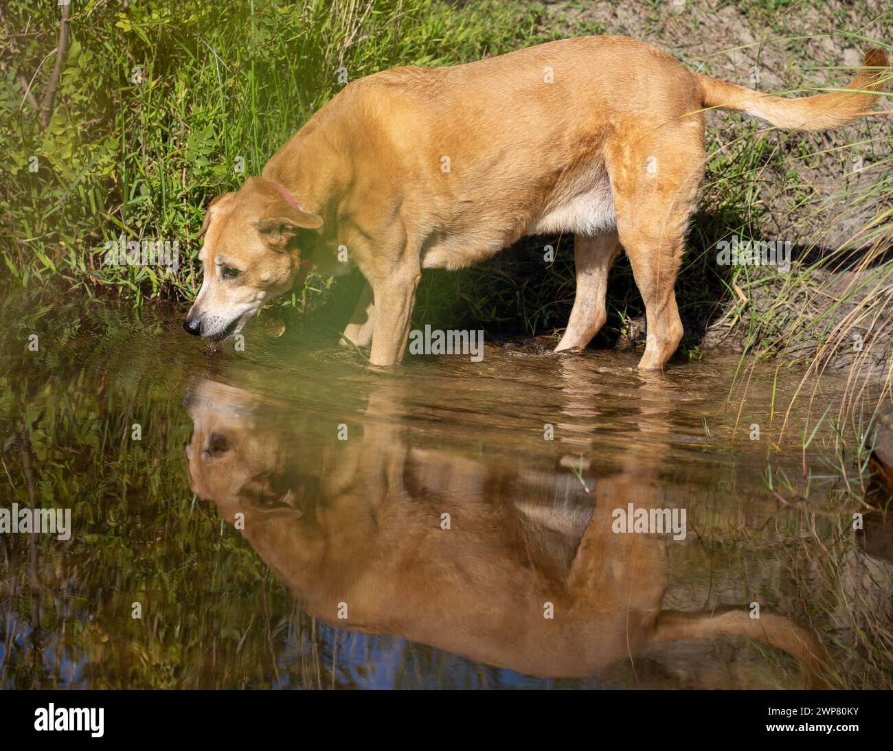 Ein Hund trinkt von einem Flussufer und sucht das Wasser Stockfoto