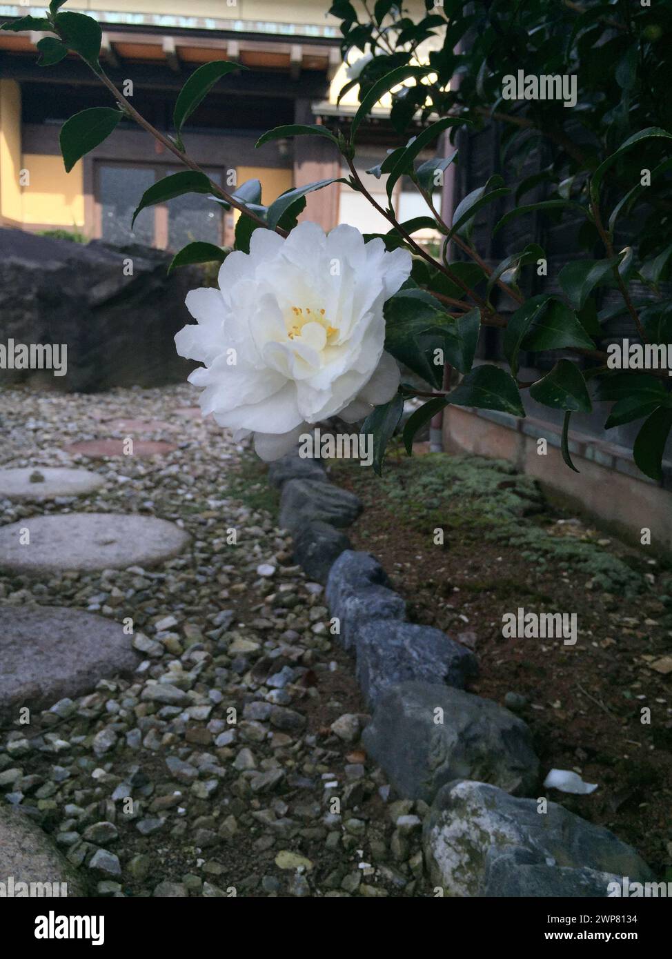 Weiße Blume, die auf einem Baumzweig über Kiesboden thront Stockfoto