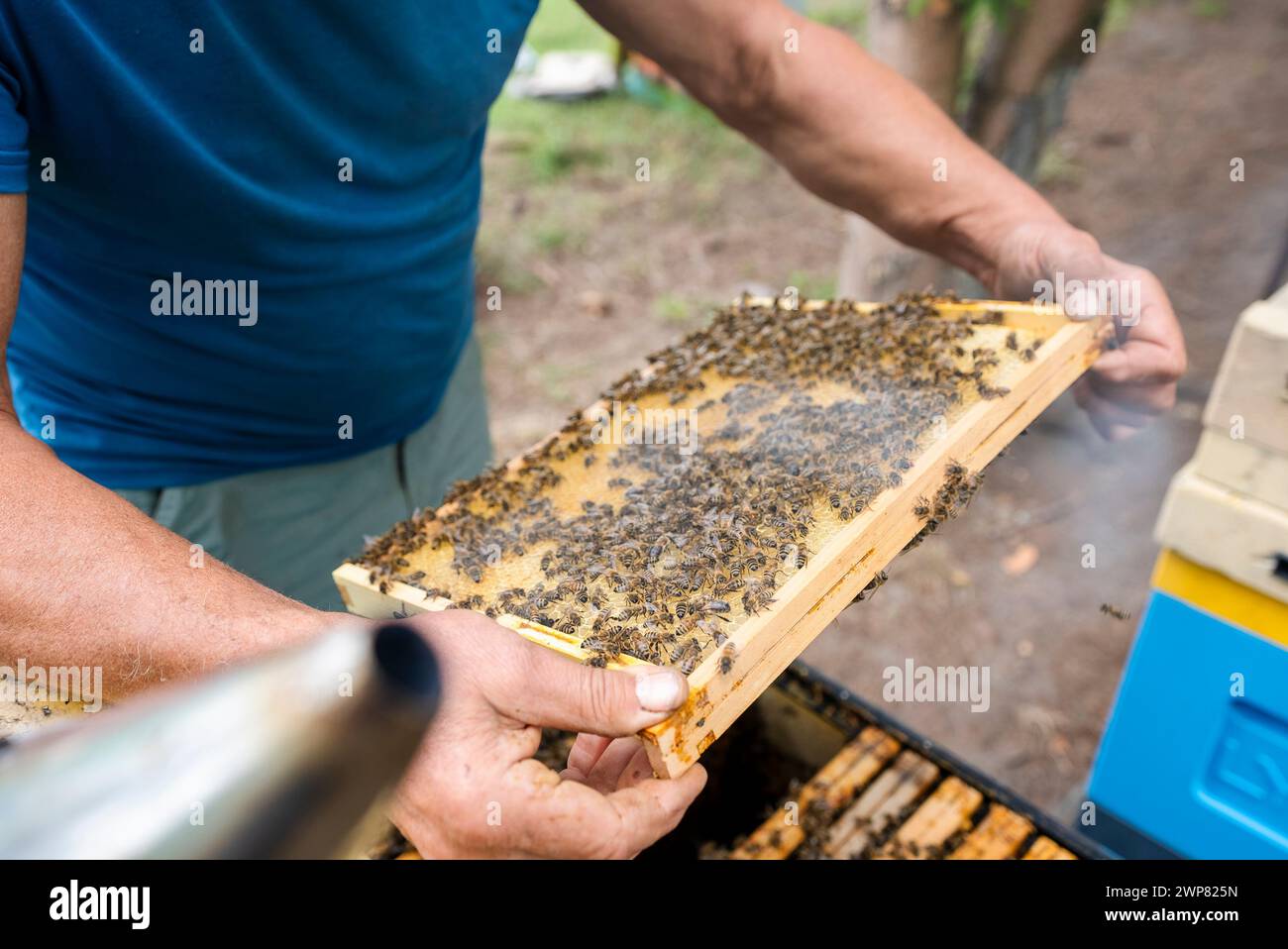 Fantastischer Bienenstock, der Honig produziert, Natur, Mensch und Biene, süßen Honig, Honigwaben, Nektar, Imkerei, Polen Stockfoto