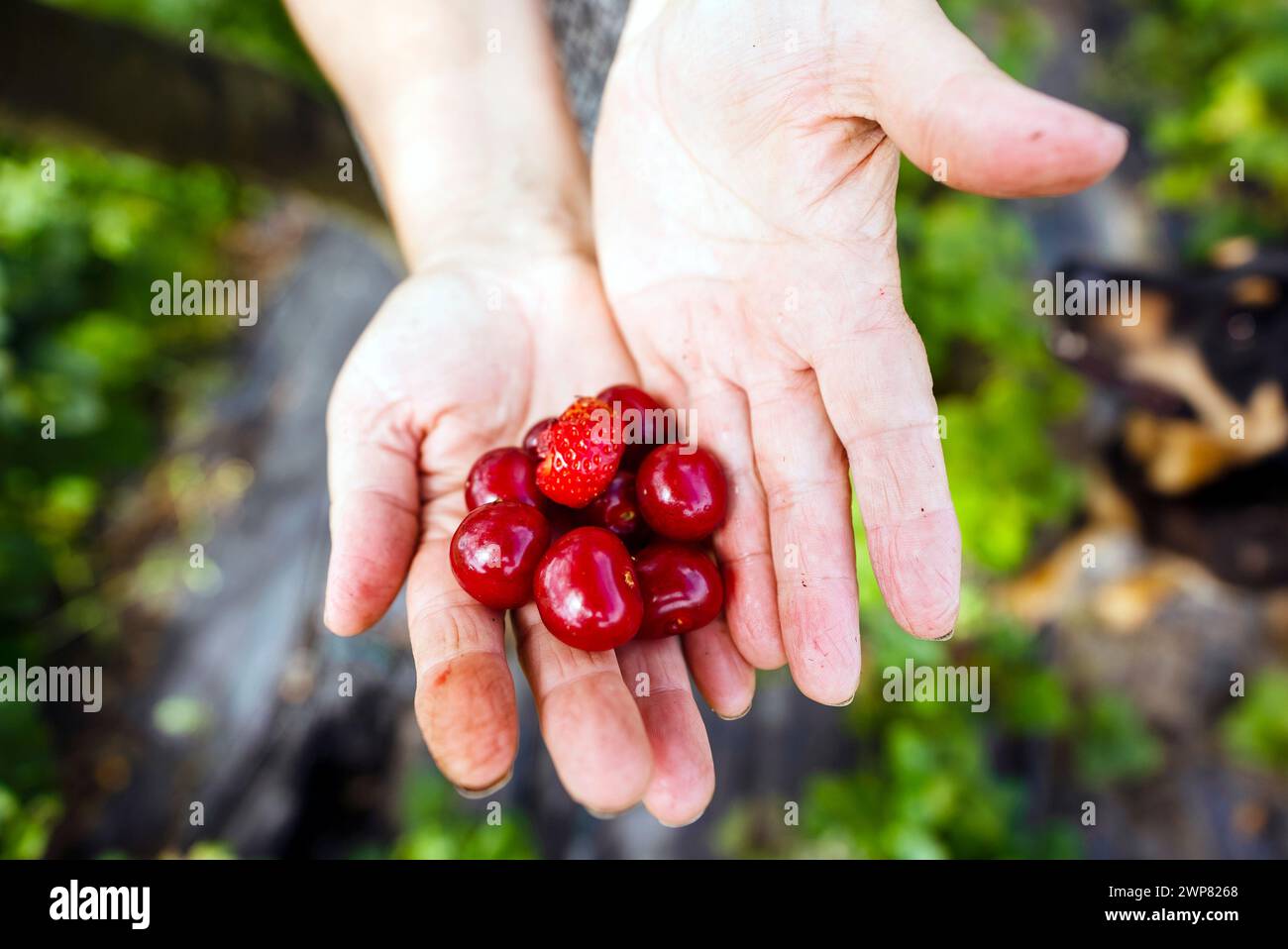 Landwirtschaftliche Nutzpflanzen Kirschen und Erdbeeren auf den Händen des Bauern, Polen Stockfoto