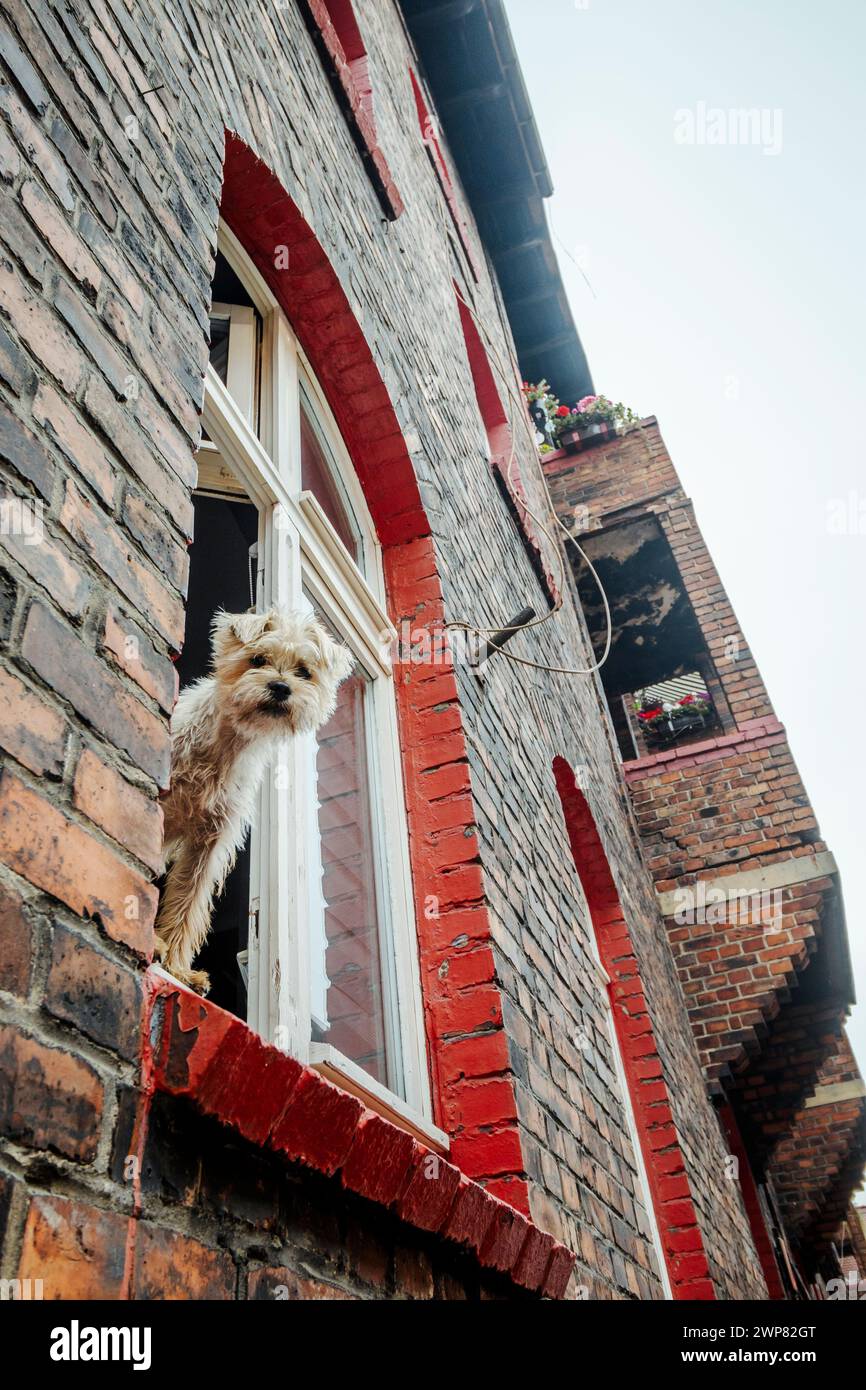 Niedlicher haariger Hund, der aus dem Fenster ragt, in einem Ziegelhaus in Nikiszowiec, Kattowitz, Südpolen Stockfoto