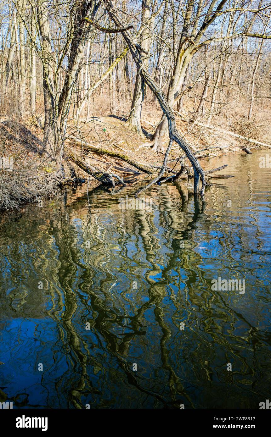 Waldbach mit Bäumen im Vordergrund, ruhige Naturszene Stockfoto