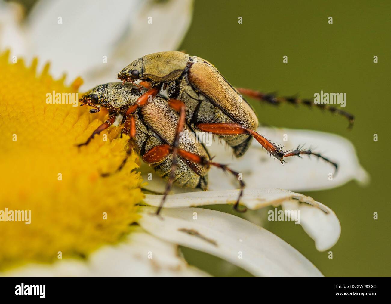 Eine Makronaht von Rosenkäfern (Cetonia aurata), die sich im Frühjahr auf einer Gänseblümchenblüte paaren Stockfoto