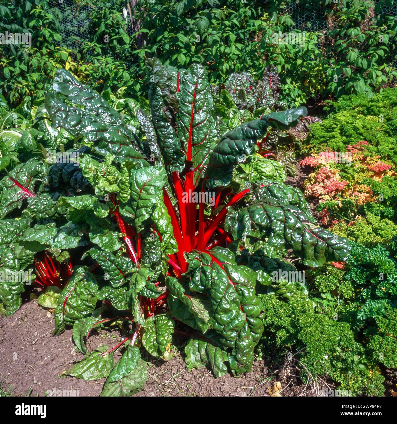 Swiss Chard „Rubinrot“ mit hellroten Stängeln und krinkig grünen Blättern, die im englischen Gemüsegarten im August in England, Großbritannien, wachsen Stockfoto
