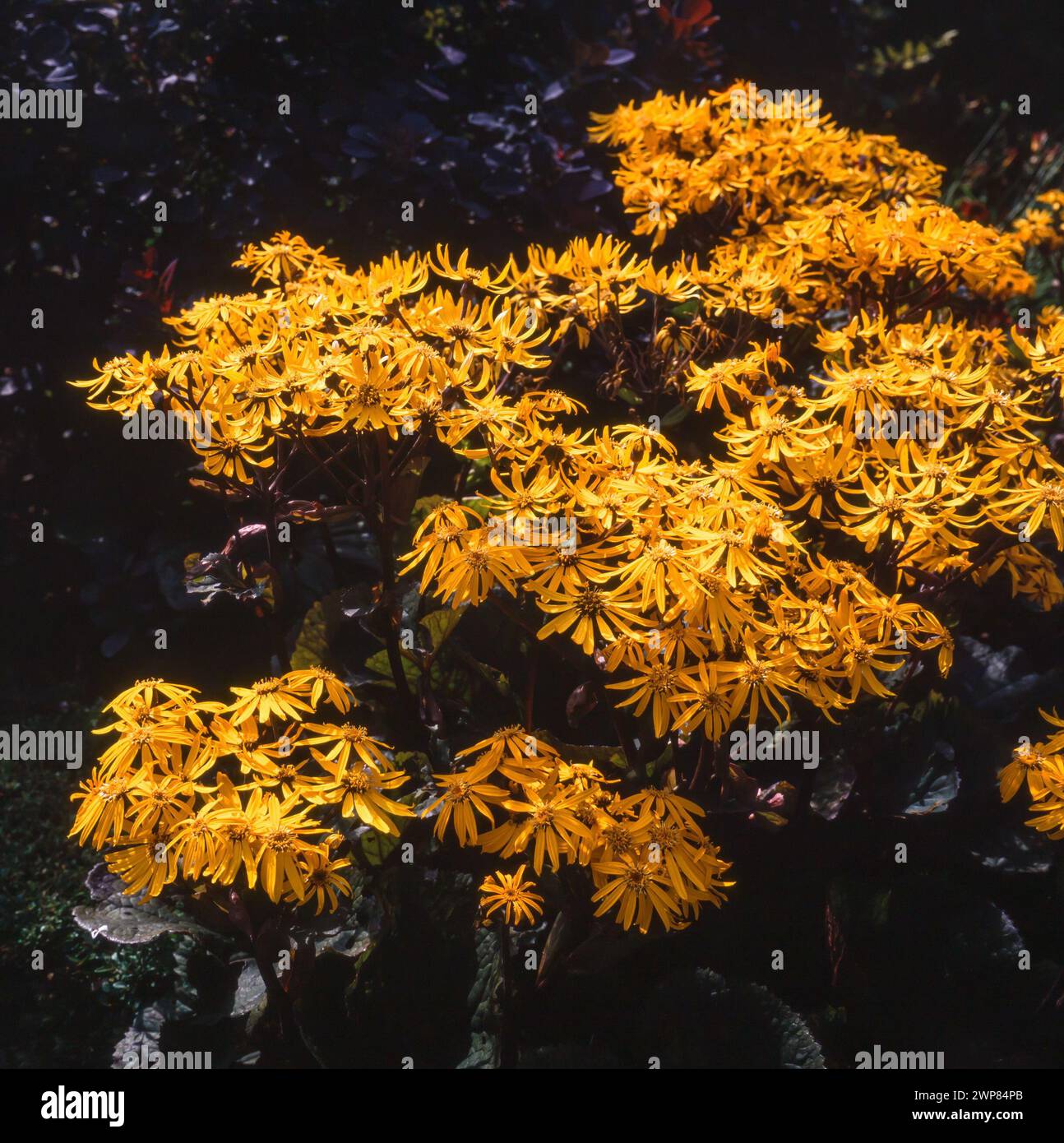 Leopardenpflanze mit hellgelben Blüten vor dunklem Hintergrund, Ligularia „Britt Marie Crawford“, wächst im englischen Garten, August, England, Großbritannien Stockfoto