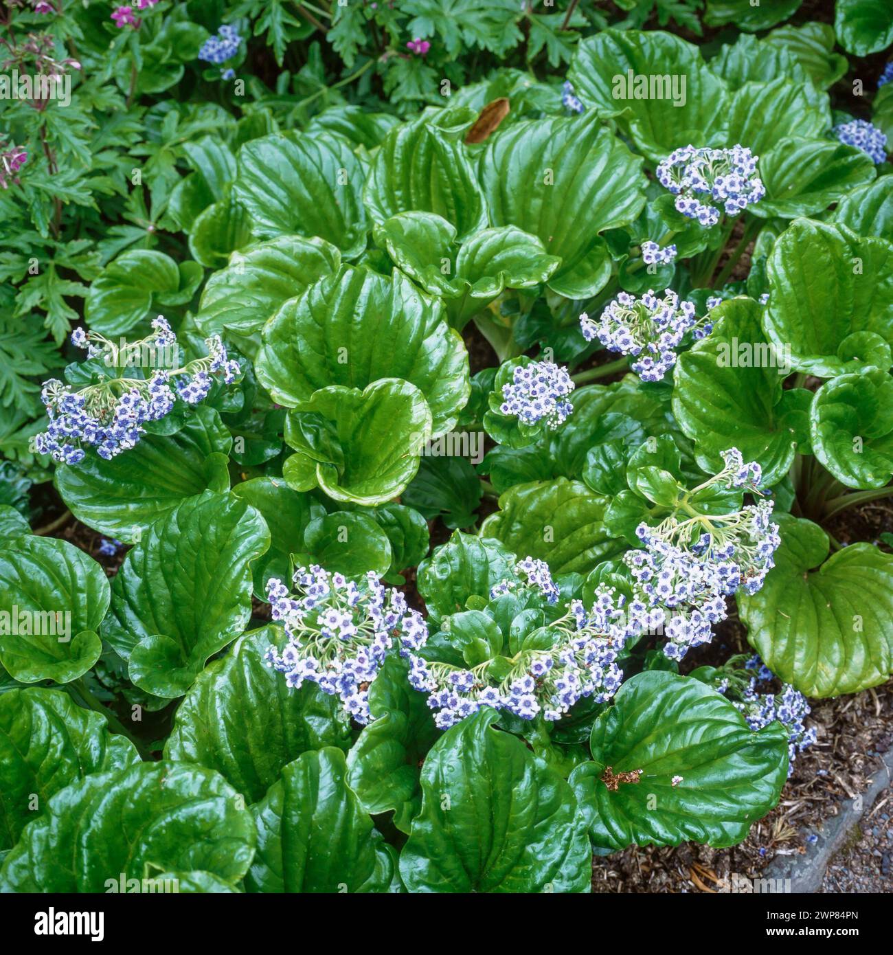 Grüne Blätter und winzige blaue Blüten der Myosotidium hortensia Chatham Island Vergissmeint-Not-Pflanze, die im englischen Garten, England, Großbritannien, wächst Stockfoto
