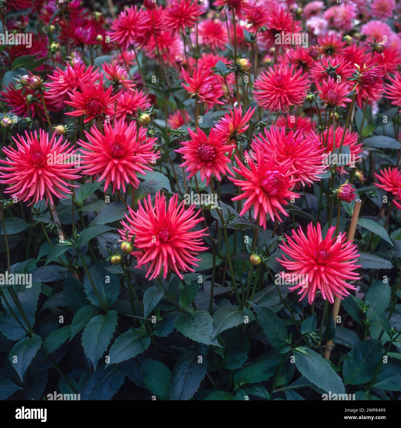 Tiefrosa/violette Kakteen bilden Dahlia „Pontiac“ Blüten, die im englischen Garten, England, Großbritannien, wachsen Stockfoto