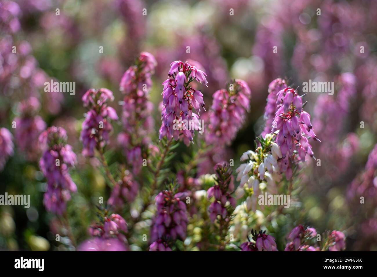 Eine Nahaufnahme von purpurnen Blumen in Blüte auf einem Feld Stockfoto