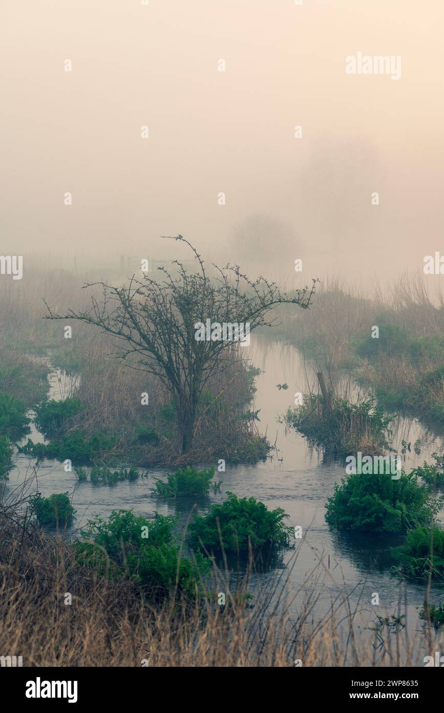 Überflutetes Sumpfmoor oder Moor aus überlaufendem Fluss mit kleinen Bäumen und Nebel Stockfoto