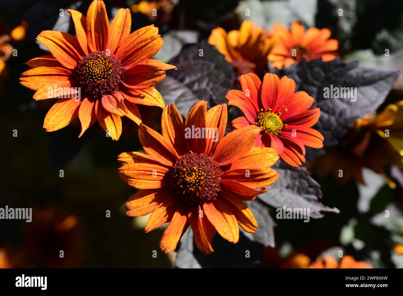 Glatte Ochsenaugen-Gänseblümchen im Garten Stockfoto