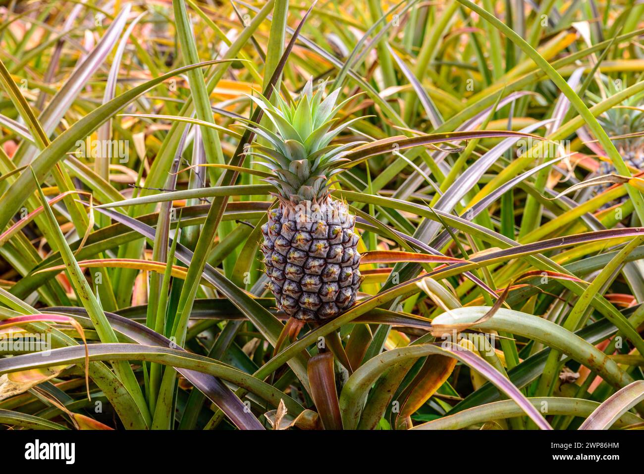 Eine Ananas, die auf einer Pflanze auf der Dole Plantation Hawaii USA wächst. Stockfoto