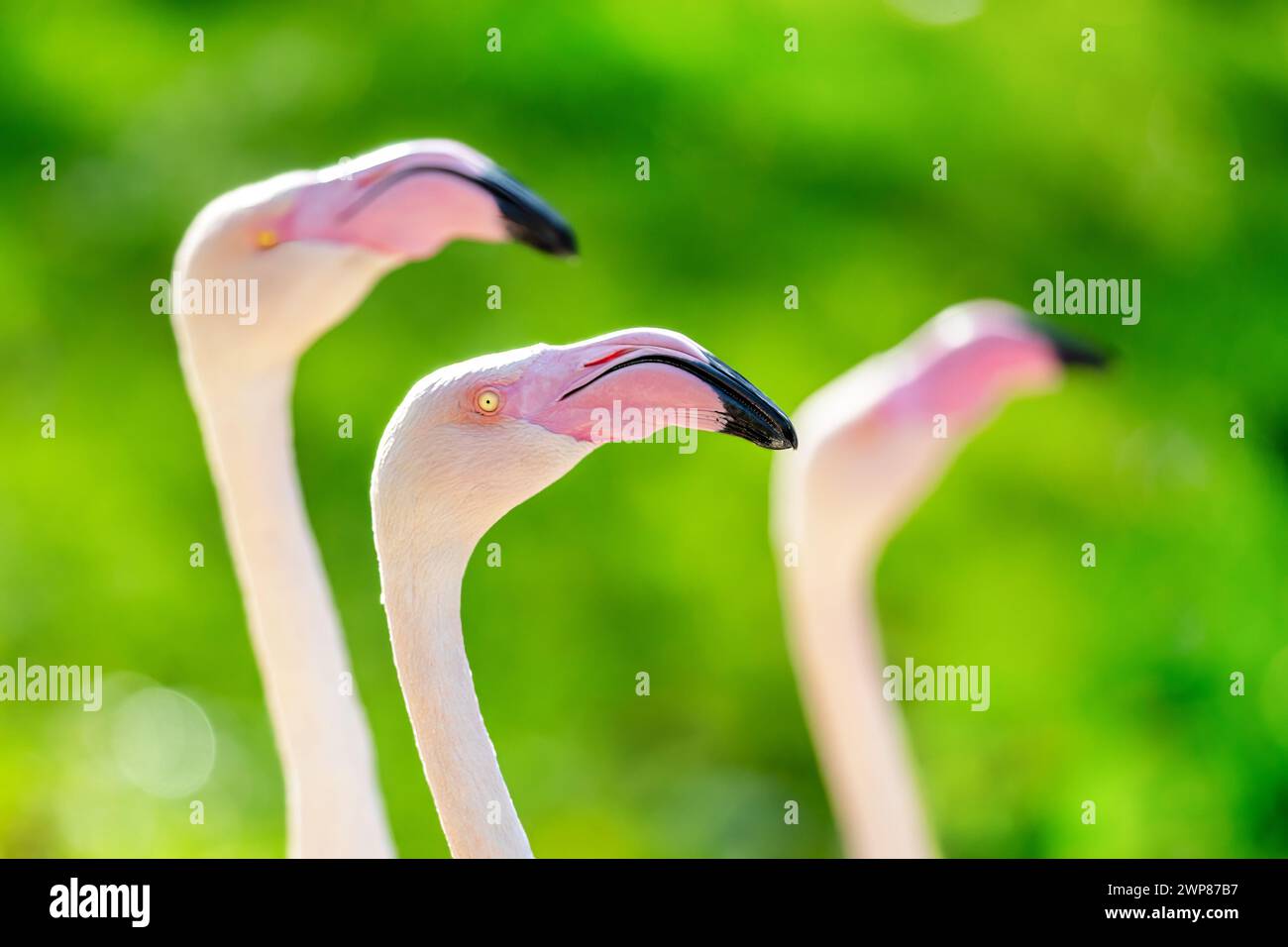 Große Flamingos, Phoenicopterus roseus, auf einem grünen Bokeh-Hintergrund. Nahaufnahme einer Extravaganz oder Herde von drei Vögeln. Stockfoto