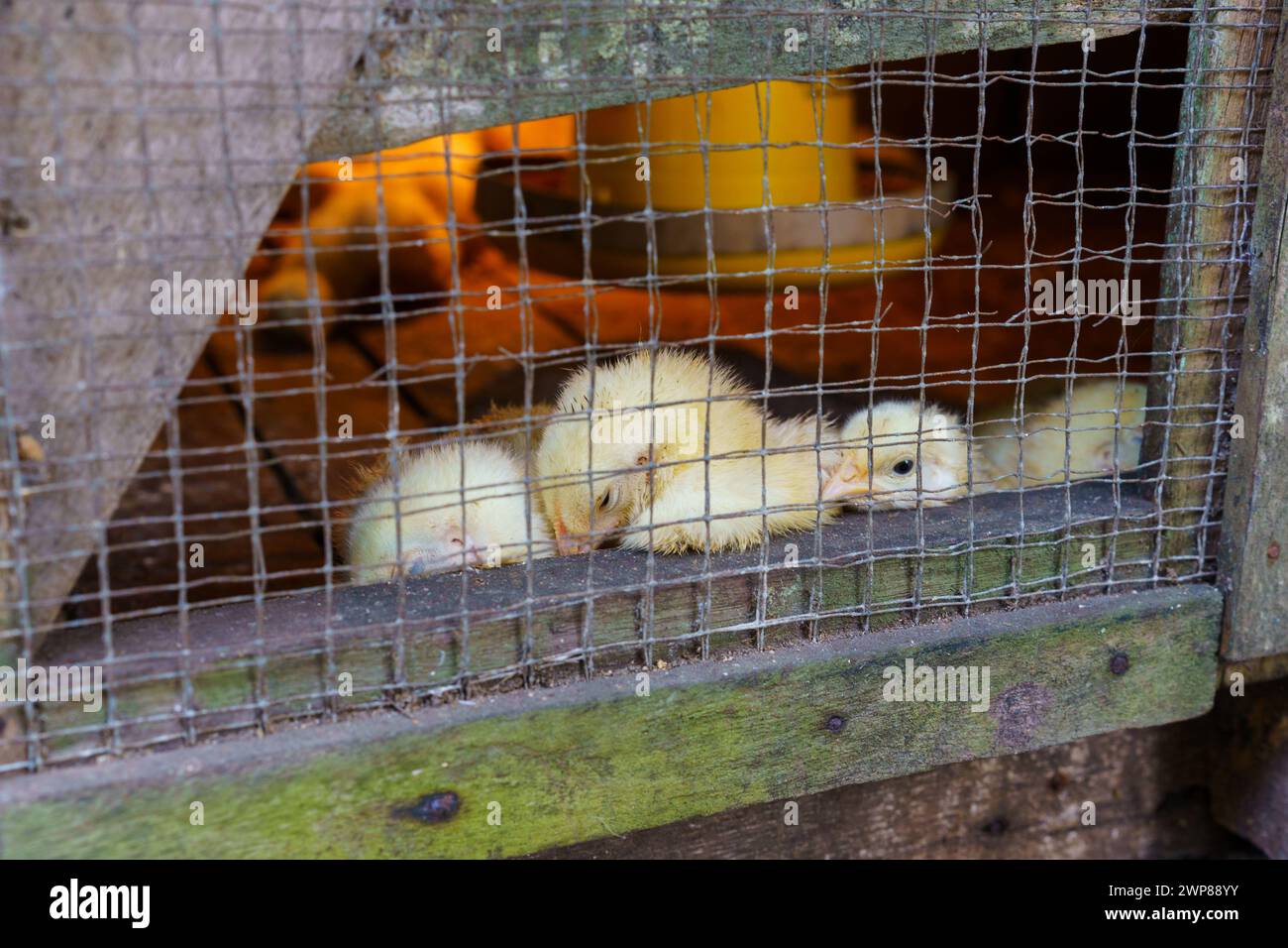 Nahaufnahme eine Gruppe von gelben Küken in ihrem Stall mit einer Wärmelampe und Lebensmittel- und Getränkebehältern. Der Käfig besteht aus Holz und einer Drahtabsperrung. Stockfoto