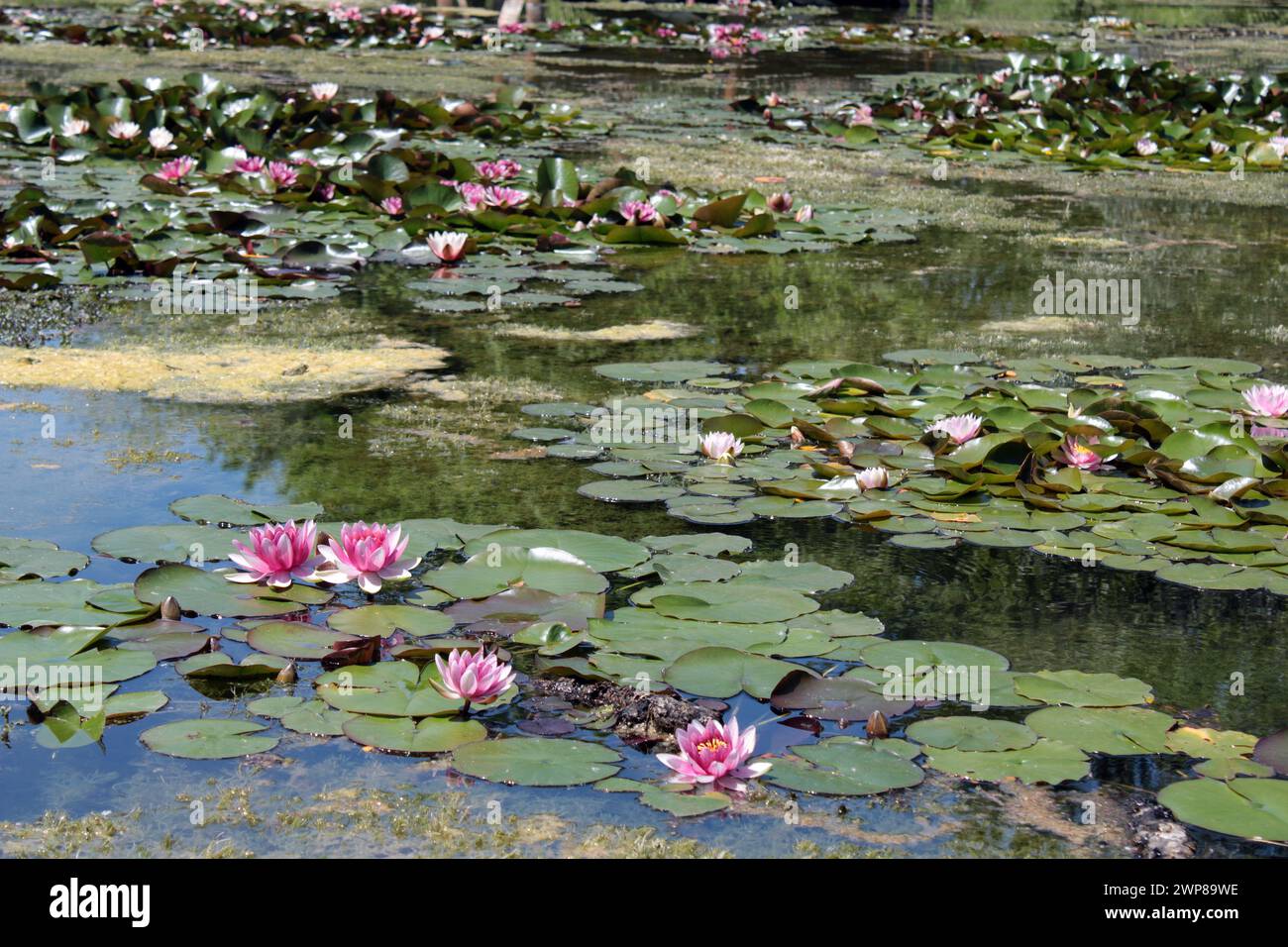 Tausende Lotusblumen, Tata, Ungarn Stockfoto