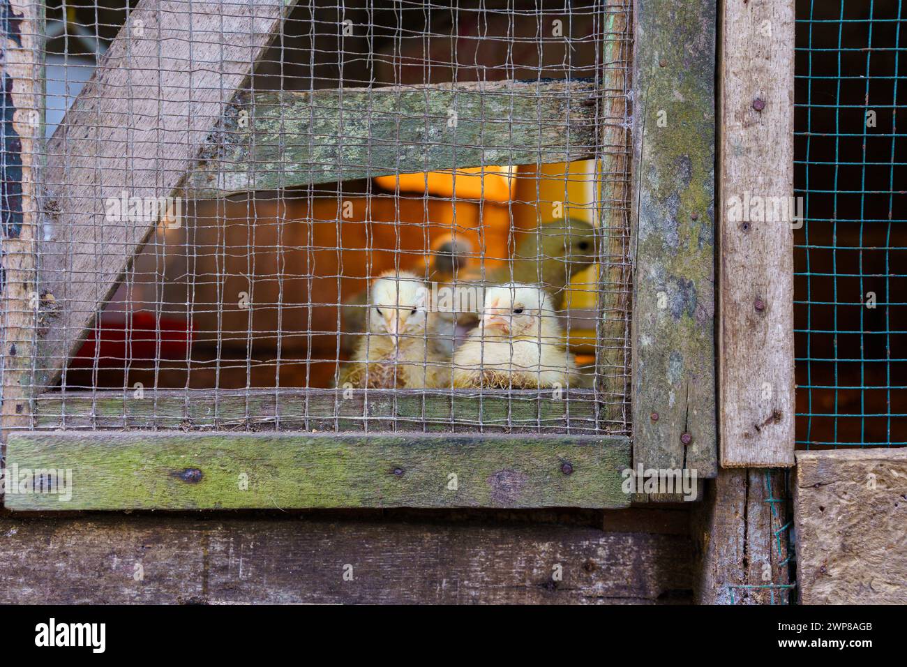 Nahaufnahme eine Gruppe von gelben Küken in ihrem Stall mit einer Wärmelampe und Lebensmittel- und Getränkebehältern. Der Käfig besteht aus Holz und einer Drahtabsperrung. Stockfoto