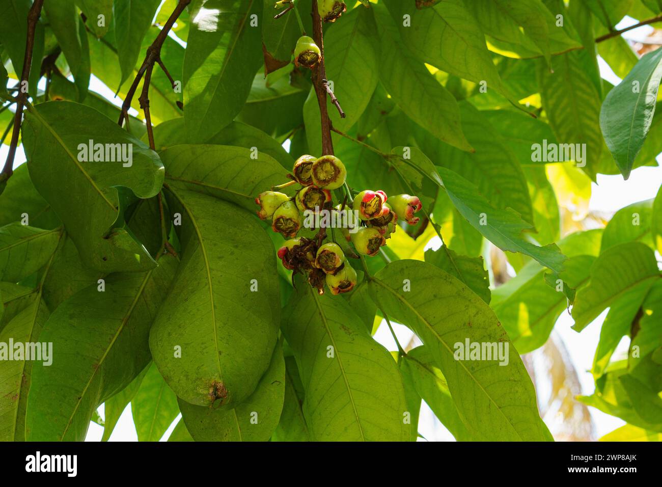 Syzygium Aqueum oder Rohwasser-Guave, die an einem Baum hängt. Stockfoto