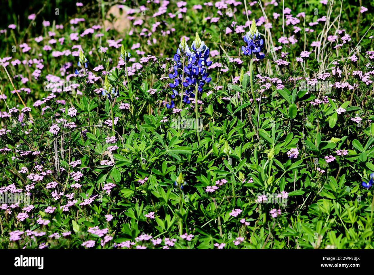 Eine grüne Wiese mit lebhaftem Texas bluebonnet und anderen Blumen Stockfoto