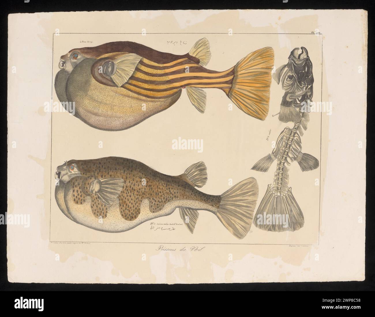 Eine Lithografie von J. Bouneau und Jean-Jacques Rifaud, die zwei Fischarten aus dem Nil illustriert, wobei das Skelett einer Art abgebildet ist. Das um 1830 entstandene Kunstwerk ergänzt die frühe wissenschaftliche Dokumentation des ägyptischen Wasserlebens. Stockfoto